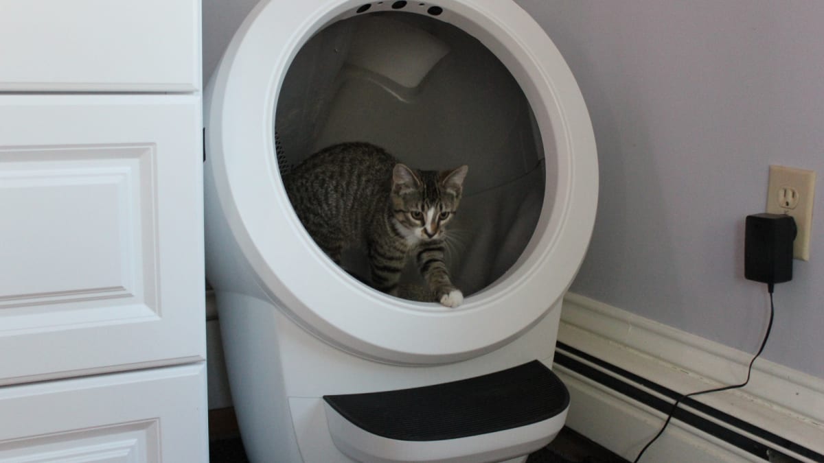Litter-Robot 4 Test – Selbstreinigende Katzentoilette im Überblick