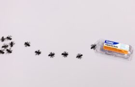 Der beste Ameisenkiller