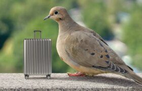 Ich zog in den Krieg gegen eine Trauertaube, und wir wurden Freunde.