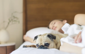 Sollten Haustiere im Bett schlafen? Wir fragten Experten