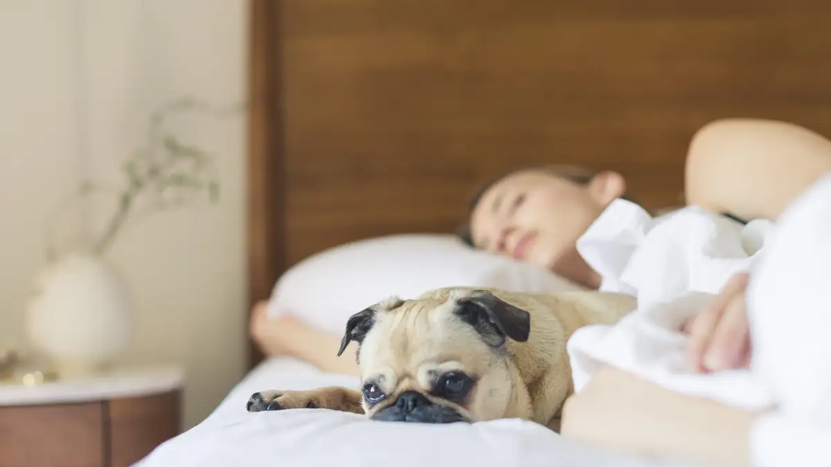 Sollten Haustiere im Bett schlafen? Wir fragten Experten
